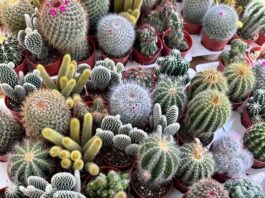 The City Gardener: Prickly but pleasing cacti The City Gardener: Prickly but pleasing cacti