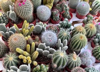 The City Gardener: Prickly but pleasing cacti The City Gardener: Prickly but pleasing cactiÂ