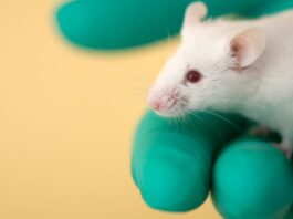 ‘Universal’ nasal-spray vaccine protects against viruses, bacteria and allergens in mice