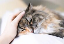 Vous utilisez peut-être ce produit : il peut provoquer convulsions et coma chez votre chat Vous utilisez peut-être ce produit : il peut provoquer convulsions et coma chez votre chat