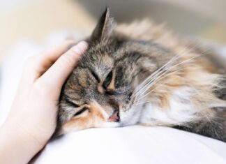 Vous utilisez peut-être ce produit : il peut provoquer convulsions et coma chez votre chat Vous utilisez peut-être ce produit : il peut provoquer convulsions et coma chez votre chat