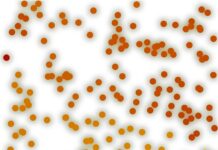 Светлячки, или природный клеточный автомат Светлячки, или природный клеточный автомат