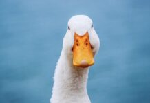 This privacy-first chatbot is taking off This privacy-first chatbot is taking off