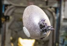 On a cru à un œuf Alien dans l’espace… La réalité derrière l’image est plus inattendue encore On a cru à un œuf Alien dans l’espace… La réalité derrière l’image est plus inattendue encore