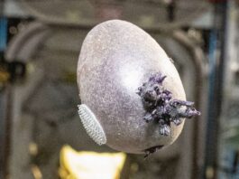 On a cru à un œuf Alien dans l’espace… La réalité derrière l’image est plus inattendue encore