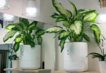 I let a smart planter maintain itself while I was away for 2 months I let a smart planter maintain itself while I was away for 2 months